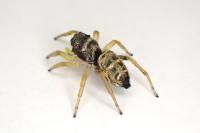 Heliophanus cupreus