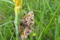 Misumena vatia