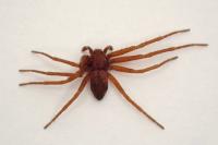 Pulchellodromus pulchellus