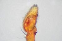 Pulchellodromus pulchellus