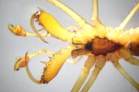 Tetragnatha extensa