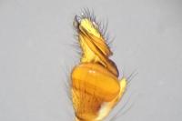 Tetragnatha extensa