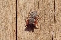 Ballus rufipes