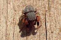 Ballus rufipes