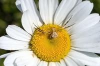 Thomisus onustus