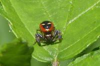 Synema globosum