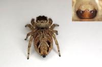 Evarcha arcuata