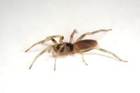Harpactea hombergi