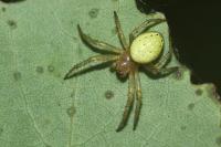 Araniella opisthographa
