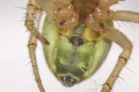 Araniella opisthographa