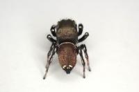 Heliophanus tribulosus