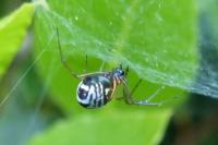 Frontinellina frutetorum