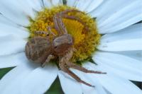 Xysticus