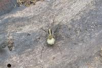 Pardosa