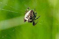 Larinioides cornutus