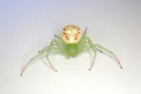 Diaea dorsata