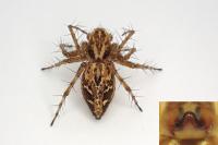 Oxyopes heterophthalmus