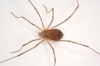 Rilaena triangularis