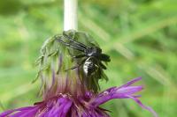 Synema globosum