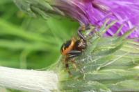 Synema globosum