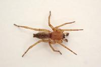 Clubiona reclusa