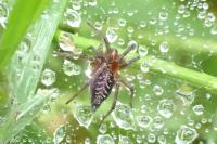 Agelena labyrinthica