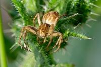 Oxyopes