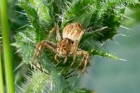 Oxyopes