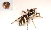 Salticus scenicus