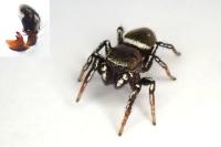 Heliophanus tribulosus