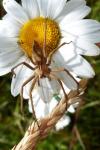 Pisaura mirabilis