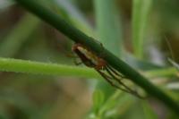 Tetragnatha extensa