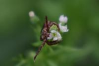 Dermacentor marginatus