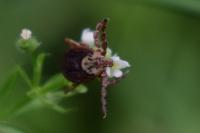 Dermacentor marginatus