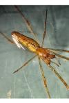Tetragnatha extensa