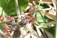 Agelena labyrinthica