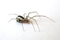 Neriene radiata