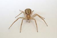 Philodromus dispar