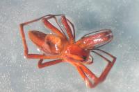 Pisaura mirabilis