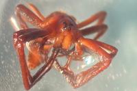 Pisaura mirabilis