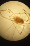 Opilio saxatilis