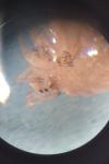 Opilio saxatilis