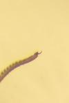Opilio saxatilis