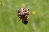 Agalenatea redii