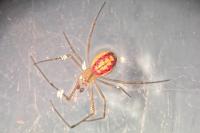 Enoplognatha ovata