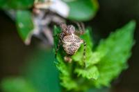 Gibbaranea bituberculata