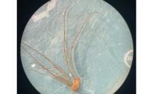 Phalangium opilio