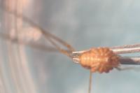 Phalangium opilio