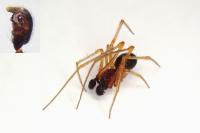 Neottiura bimaculata