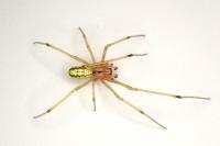 Enoplognatha ovata